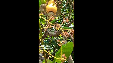 cashew fruit