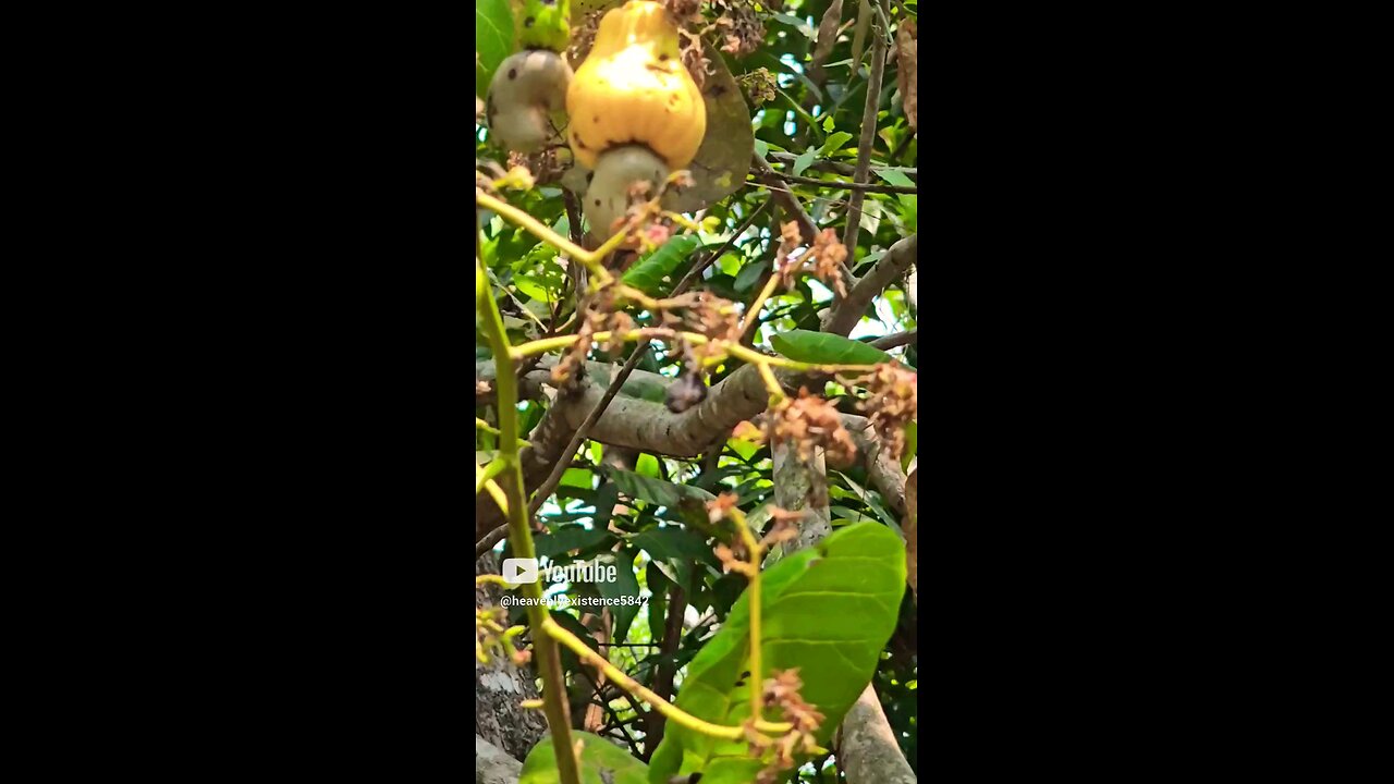 cashew fruit