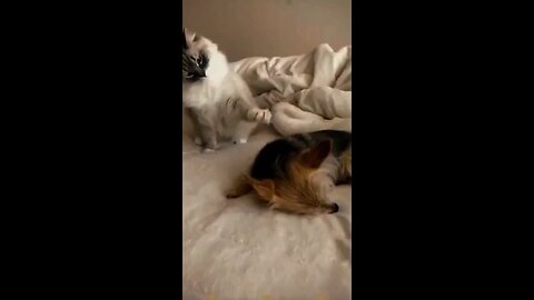 Funny animals - Funny cats / dogs - Funny animal videos 2025