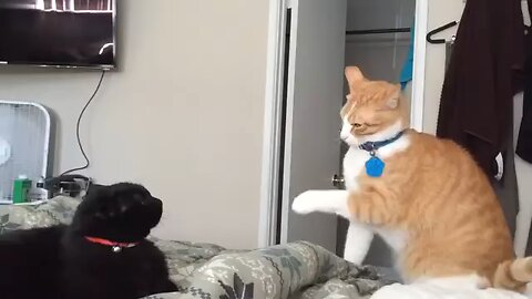 Fastest cat slaps