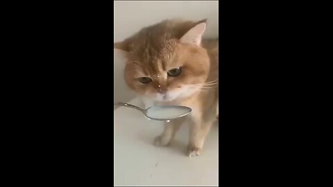 Adorable Cat Enjoying Milk | Cute Pet Video 2025