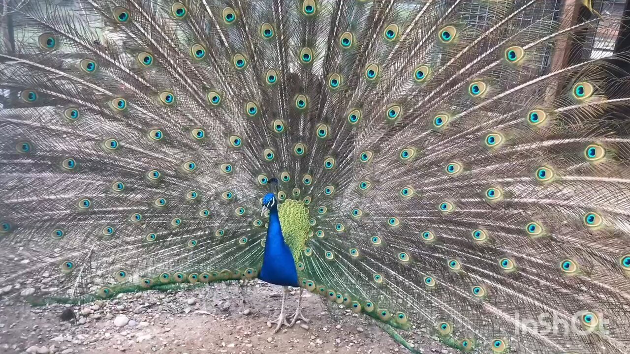 enjoy parrots and peacock 🦜🦚🦚