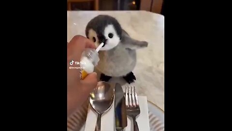 Baby penguin #breakfast