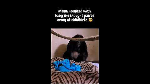 and people say animals don't have feelings