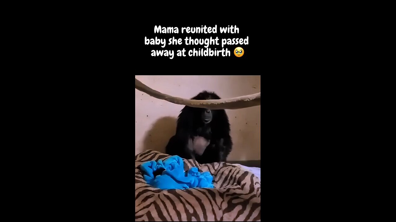 and people say animals don't have feelings