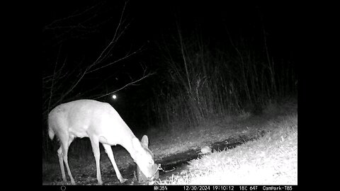 Deer Cam 12-30-2024