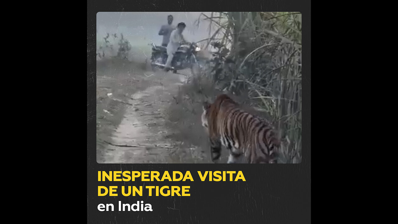 Un granjero indio recibe la visita sorpresa de un tigre en el campo