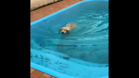 Dog summing in water very very fanny moments video