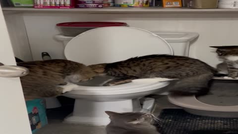 One Cat Plays In Toilet While Three Supervise