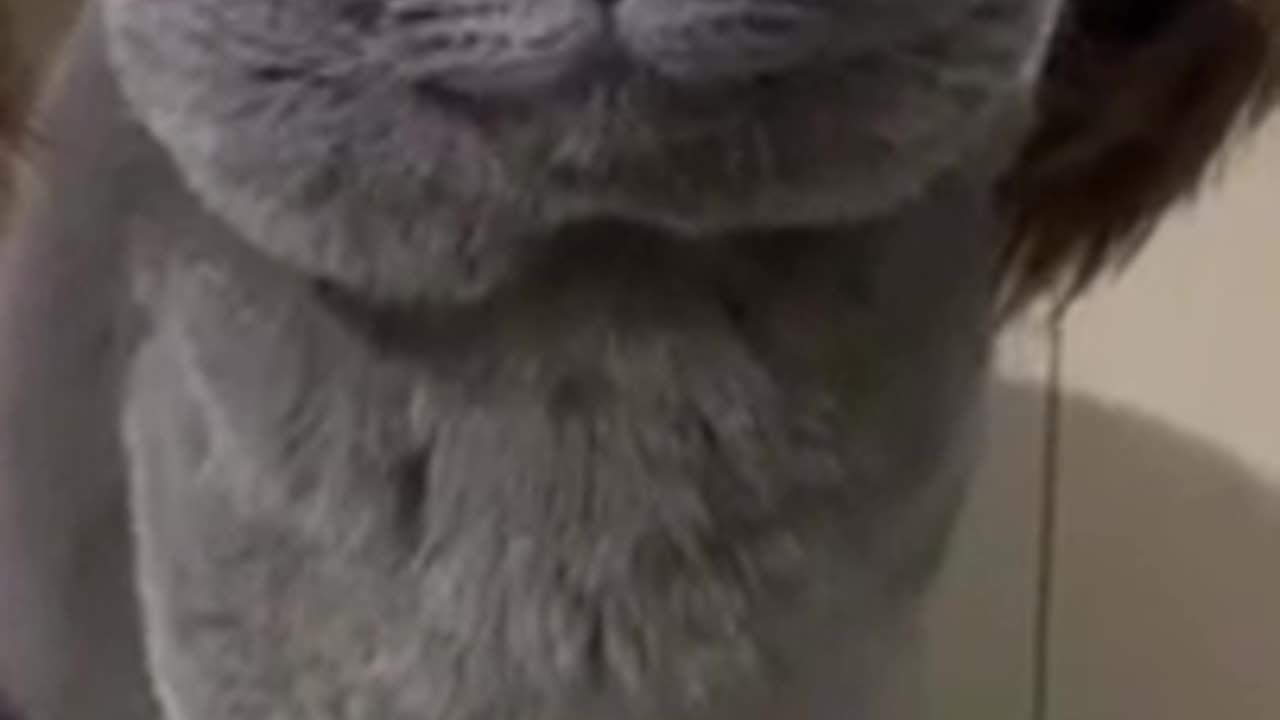 Funny video of cat