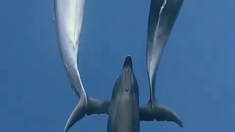 Dolphin Sleeps Half-Brain, Stays Awake 15 Days