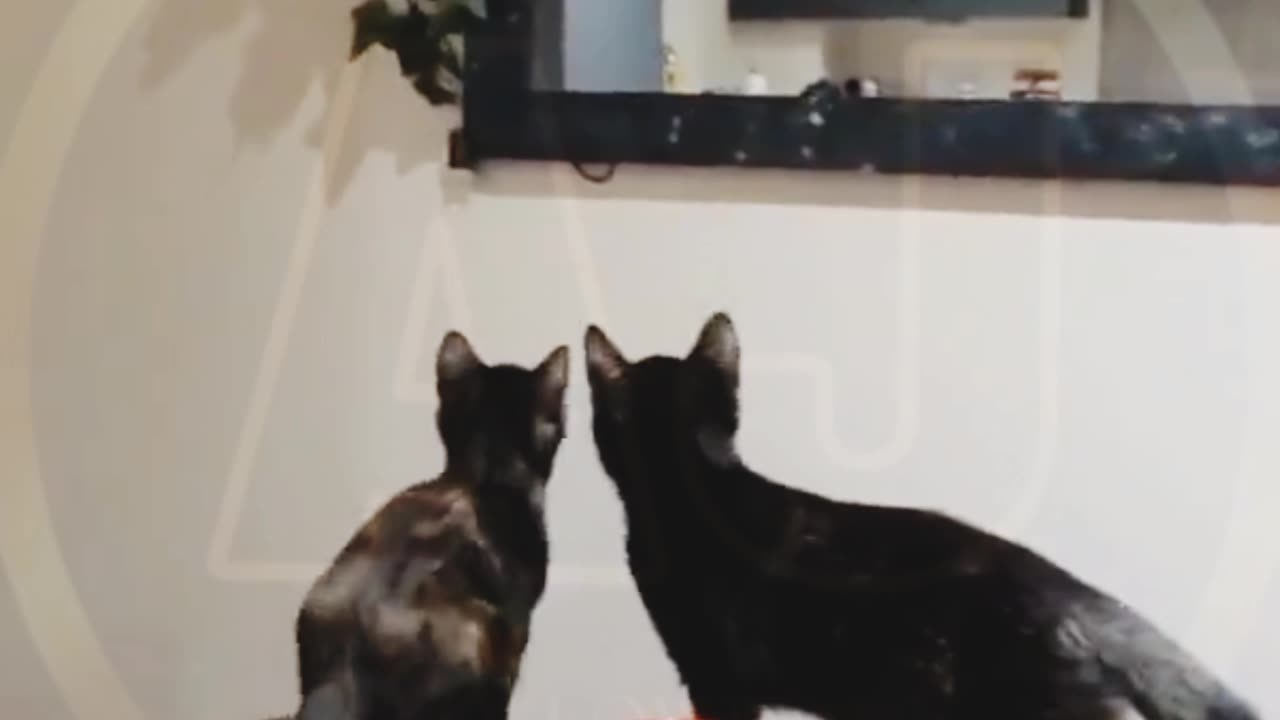 Funnyinemalvidio