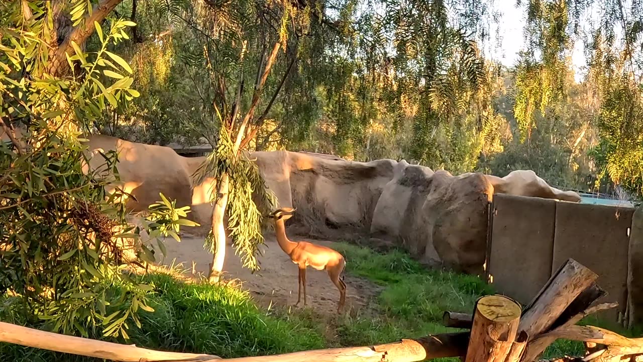 Southern Gerenuk at the San Diego Zoo