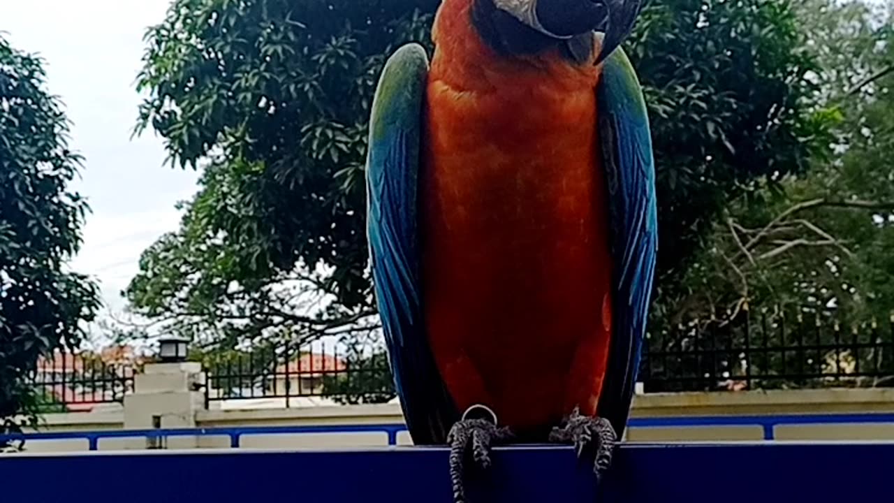 With Parrot in Town