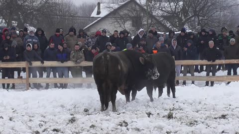 Sultan od Pračalića vs Anonimus od Šide Vitez 2024