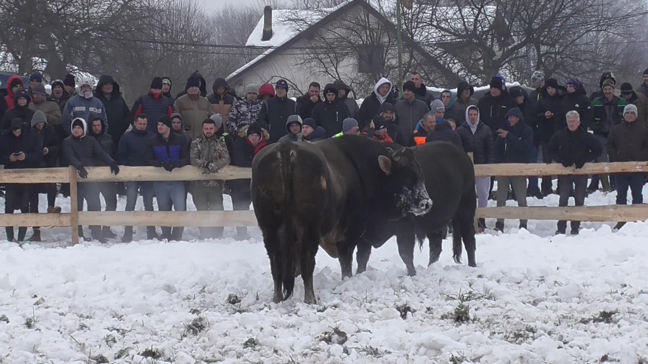 Sultan od Pračalića vs Anonimus od Šide Vitez 2024