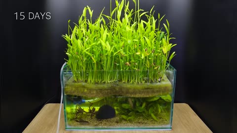 "Incredible Growth of Top Plants from the Past Two Years - Time-Lapse in 23 Minutes!"