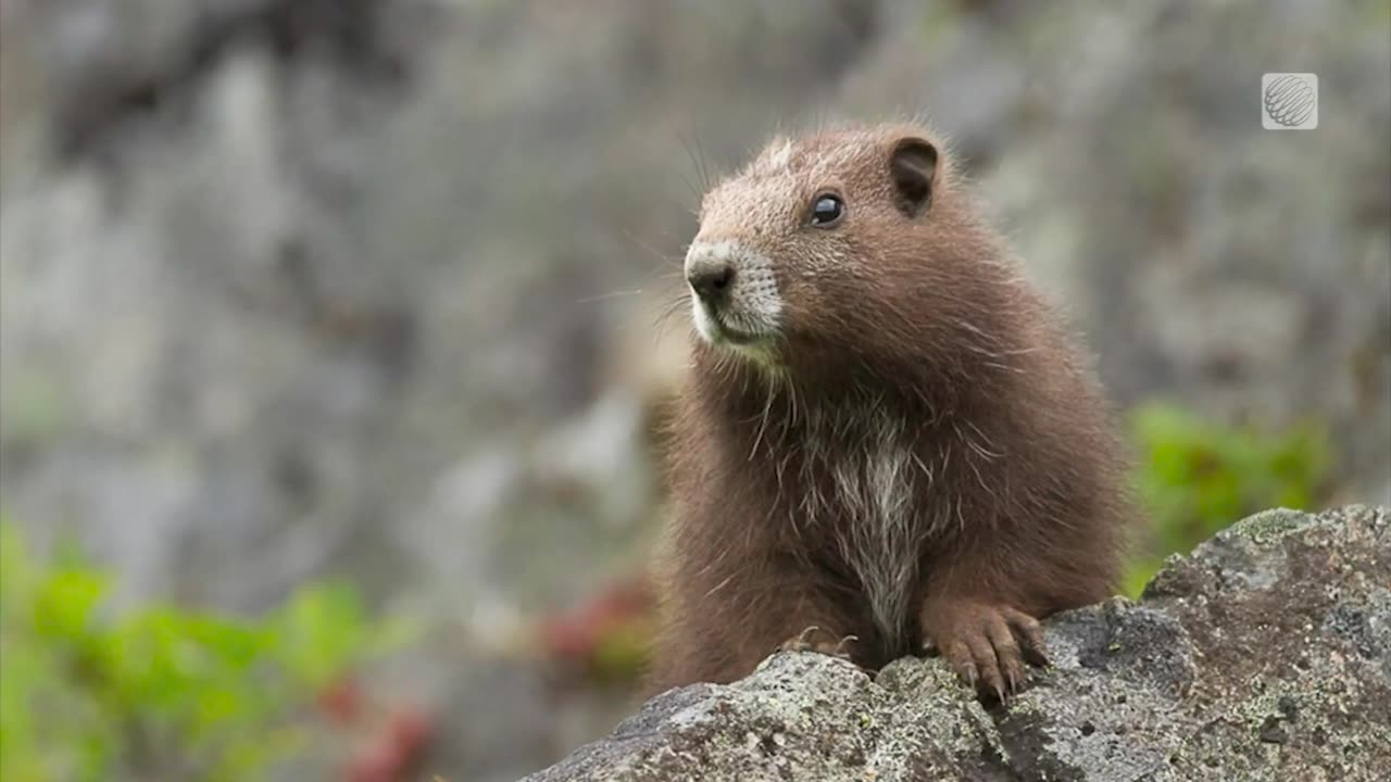 Violet Has a Perfect Groundhog Day Record and a Chance To Save Her Species