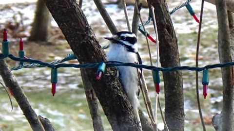 Downy Woodpecker