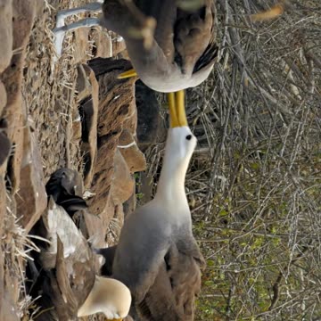 albatross facts #birds #wildlife #travel #traveling