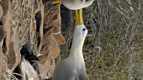 albatross facts #birds #wildlife #travel #traveling