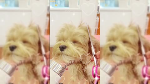 Adorable Puppy Gets the Ultimate Makeover!