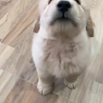 Adorable Golden Retriever with Dual Lineage