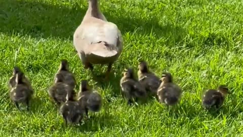 Mother Duck and its Ducklings Walking on Green Grass