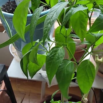 De-Flowering Overwintered Jalapeno