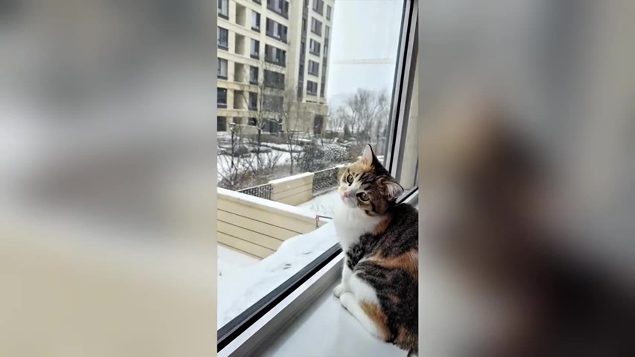 these cats are both naughty and nice