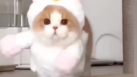 Cute cat funny moment