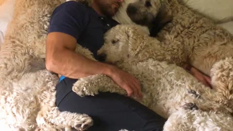 Dog Dad Naps With Fur Babies