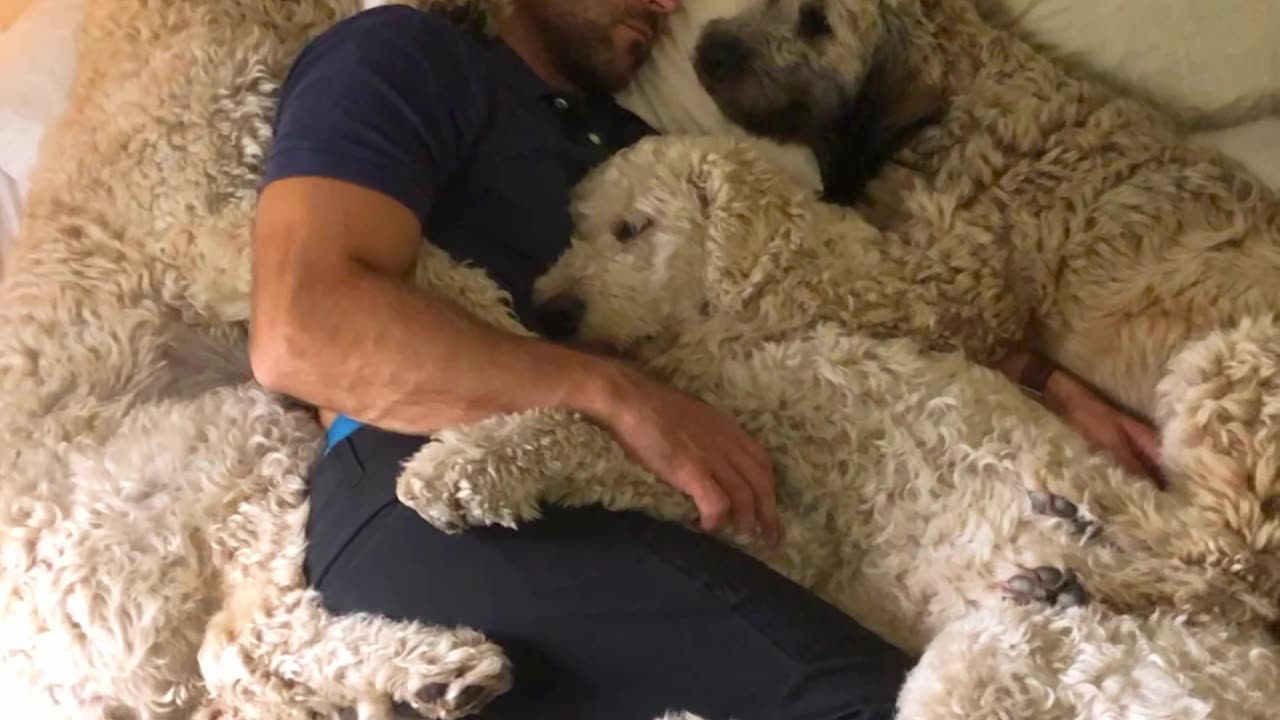 Dog Dad Naps With Fur Babies