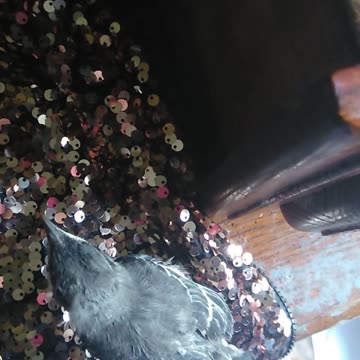 rescued mockingbirds