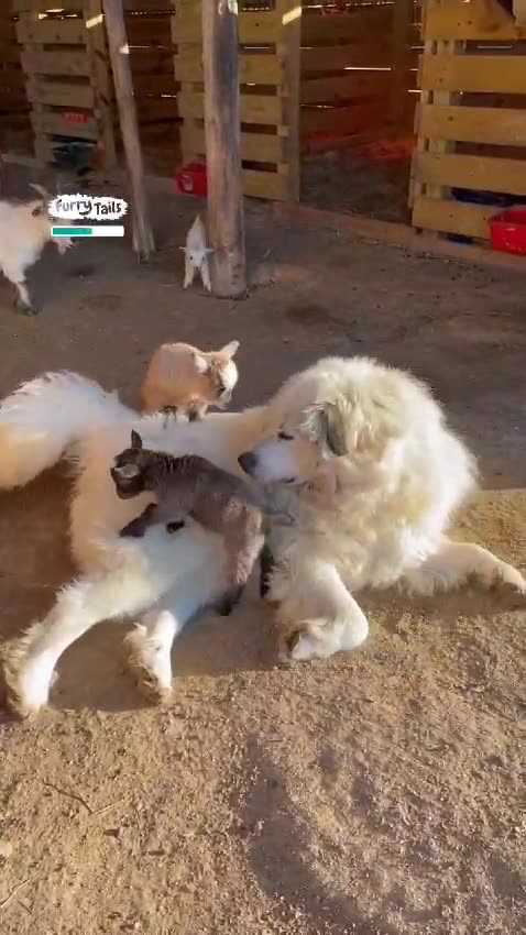 GUARD DOG IS VERY GENTLE WITH BABY GOATS