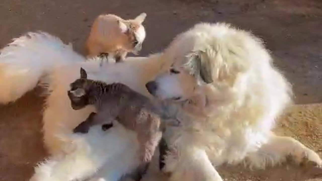 GUARD DOG IS VERY GENTLE WITH BABY GOATS