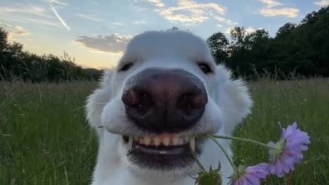 charming dog and pleasant nature