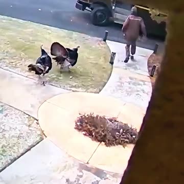 UPS Driver Meets Turkeys – Hilarious Wildlife Standoff