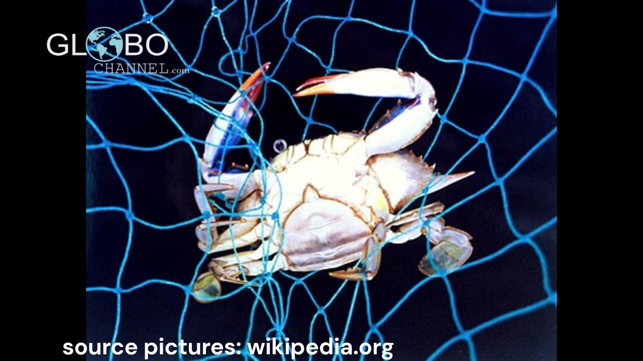 The bitter flavor of blue crabs may be attributed to a parasitic infection