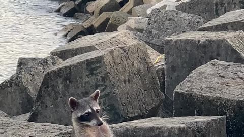 Raccoon Relaxes On Waterside Rocks