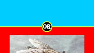 What has a longer lifespan? Concord or a house fly?