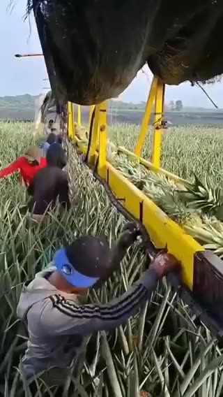 Pineapple harvesting