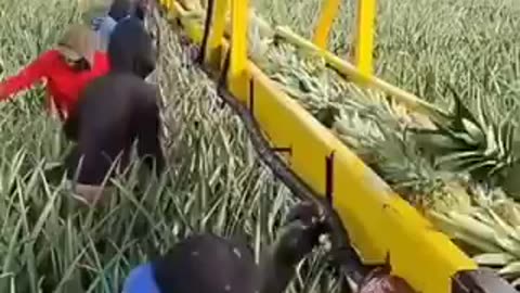 Pineapple harvesting