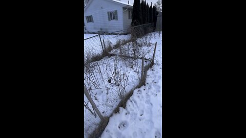 Cold January day in the wild native plant garden.