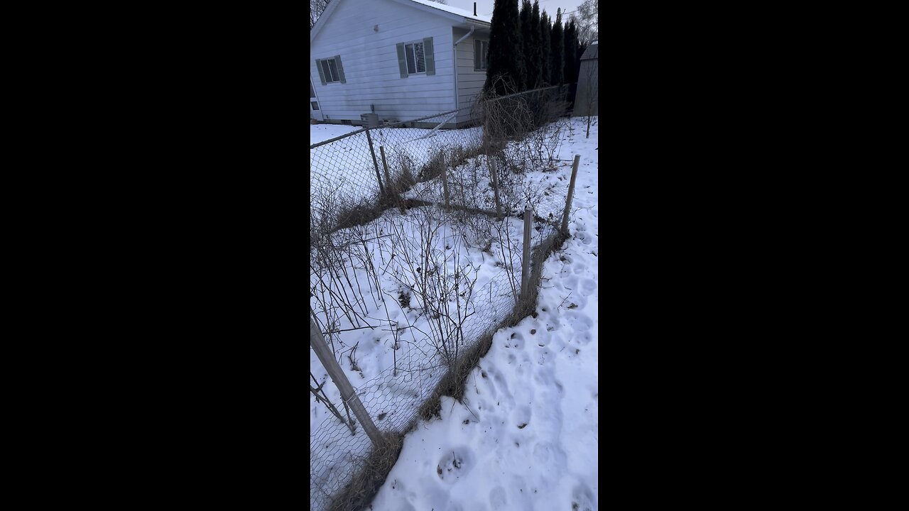 Cold January day in the wild native plant garden.