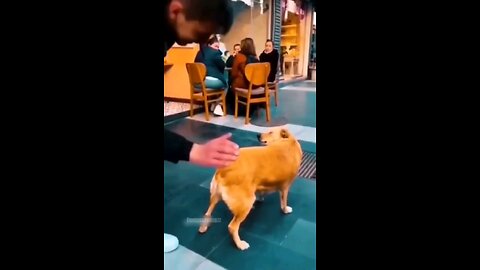 Funny Animals 2024Funniest Cats andDogs video