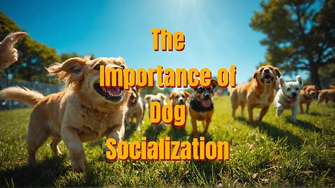 The Importance of Dog Socialization