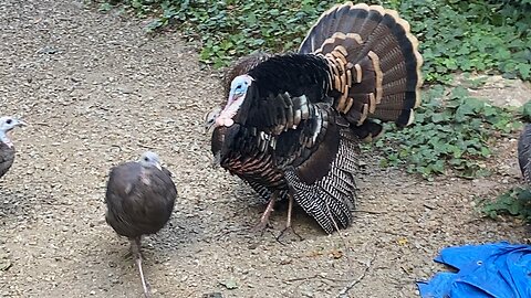 Wild TURKEY Big Pimpin' Shows off to the ladies!🤣🥹🦃