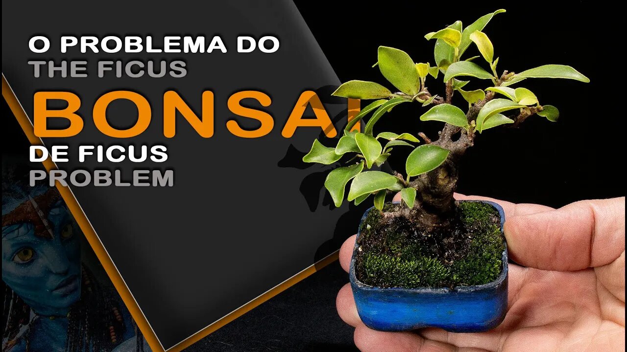 O problema do Bonsai de Ficus: Bonsai SP