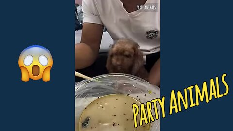 THE FUNNIEST PET VİDEOS OF THE YEAR! 🤣 | BEST COMPİLATİONS